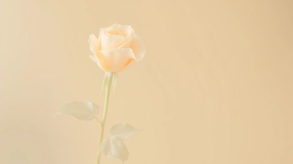 Comment choisir la rose éternelle parfaite pour vos cadeaux